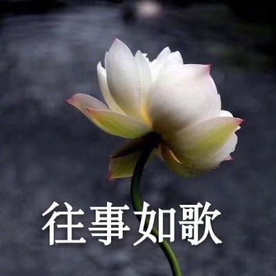 中老年人微信头像佛系生活莲花微信头像图片