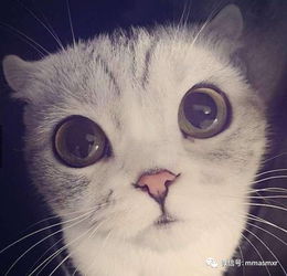 大眼萌猫咪,见到了镜头还特别懂凹造型