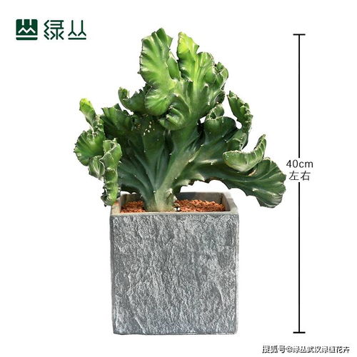 家居中用小型盆栽装饰更漂亮