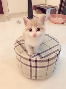 听到楼下阵阵凄惨的猫叫,女孩从河里救出一只小奶猫,萌化少女心