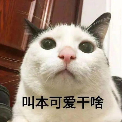 女头像是猫说明单身不还口