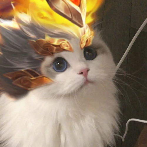 王者荣耀猫猫头像搬运第三弹