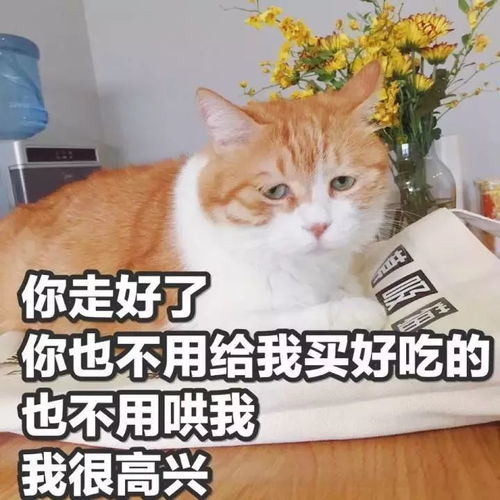 女生专用招桃花表情包
