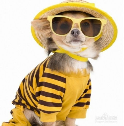 了解泰迪犬刨土