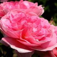 找些好看的花朵做微信头像微信头像图片大全