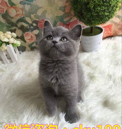 自家繁殖蓝猫英短疫苗做齐价格优惠