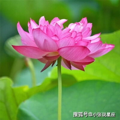 这三个生肖的女人,命里藏金,天生财运颇佳,而且越老越迷人