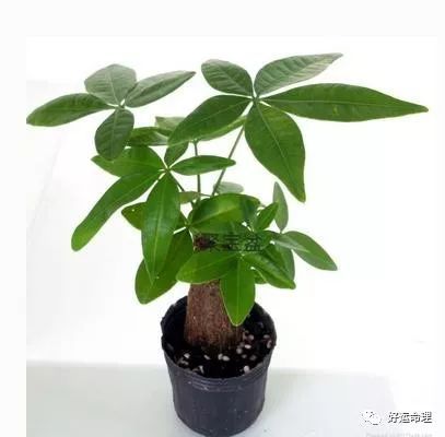 家中放一盆它,聚财旺家保平安