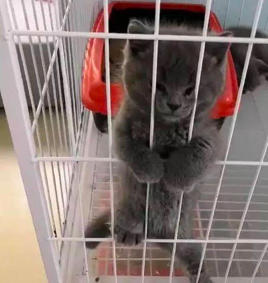 女生和蓝猫的头像猫咪