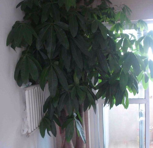 发财树没有旺财范,一招见效蹭蹭涨,还能再养20年