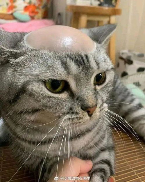 笑死妹子骂邻居家的猫把娃叼给自家的猫喂,猫猫一脸不服又没让你喂