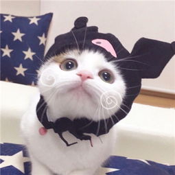 2018超可爱萌猫情侣闺蜜头像高清感情是来自弱者所写的悲歌