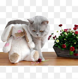 免费下载英国短毛猫图片大全千库网png