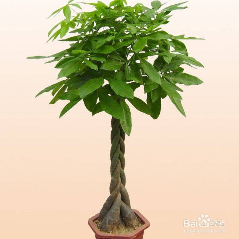 发财树的养护和注意事项