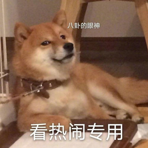 沙雕又可爱的朋友圈文案9.0,那些笑破肚皮的搞笑句子