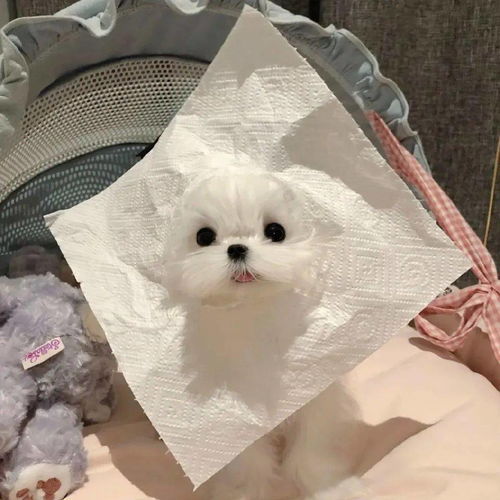 热门头像合集