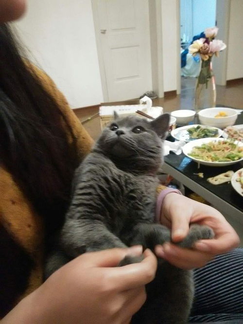 无锡蓝猫找女友