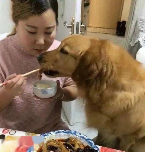 女主人刚夹起一块肉,金毛竟明目张胆下嘴抢走,这狗飘了