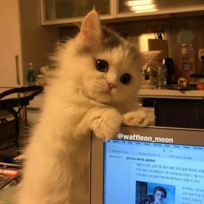 猫咪头像可爱小众