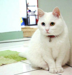 猫咪吃完化毛膏吐水怎么办,化毛膏好还是猫草好
