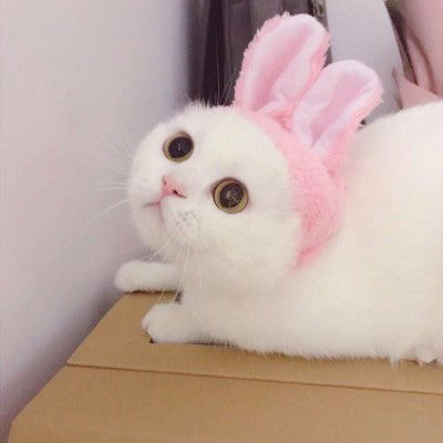 萌猫头像图片大全真猫超萌可爱图片2020