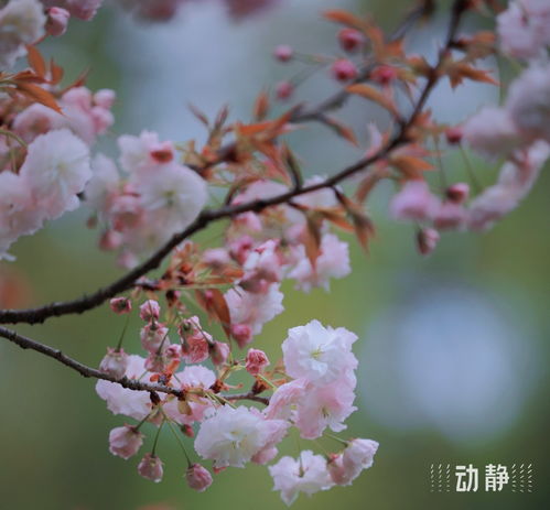 图片拍摄:高文帅