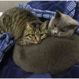 捡了一只狸花猫,一年后变成两只猫,女孩泪崩中毒太深了