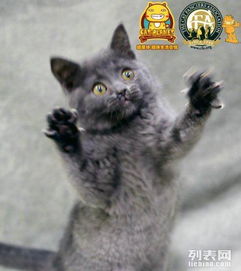 喵星球英国短毛猫英短蓝猫mm找家长