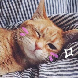 可爱萌猫头像大合集