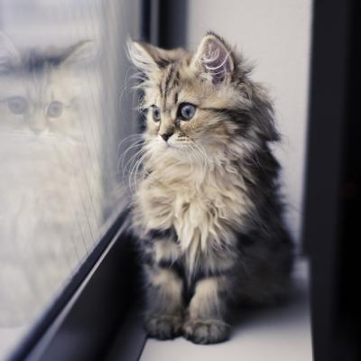 好看的小猫图片头像,特别萌的户外小野猫图片
