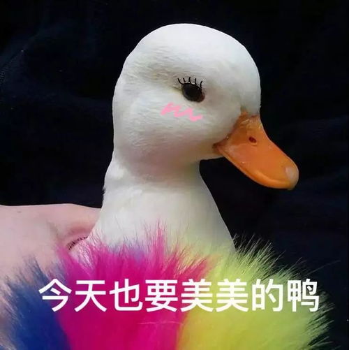 头条史上还算全面的七夕保命指南