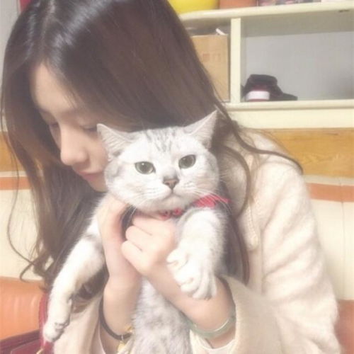 女头像是猫说明单身猫咪
