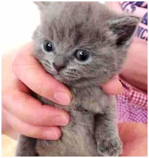 女子网购一只蓝猫,拆开快递后发现不对劲,几个月之后彻底傻眼了