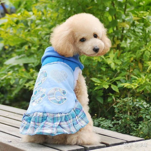 头像女和狗在一起的小型犬