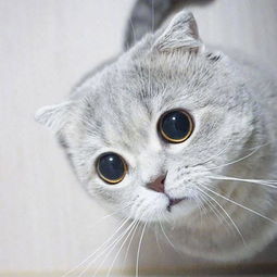 大家好,我是猫猫博主的克里斯
