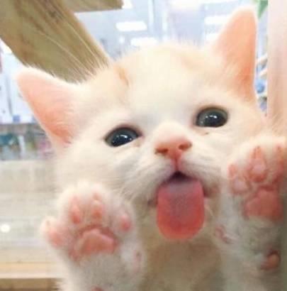 不是所有养猫的人都喜欢猫主要体现在这几个方面