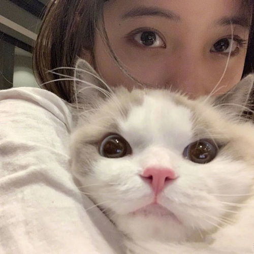 头像抱猫女头