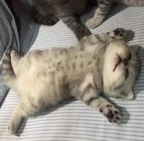 买了一只小奶猫,喂养8个月后画风突变,闺蜜看后这还是猫