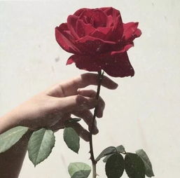 女人可以衰老,但一定要优雅到死