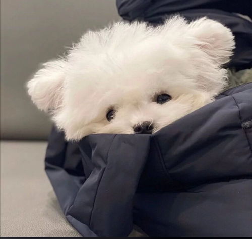 头像我怎么这么可爱