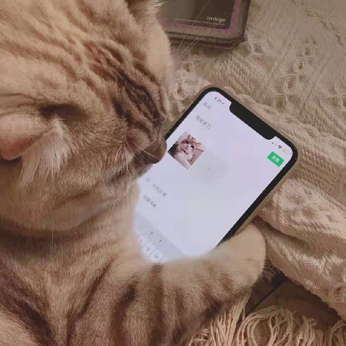 什么牌子的猫粮好之新手养猫的话