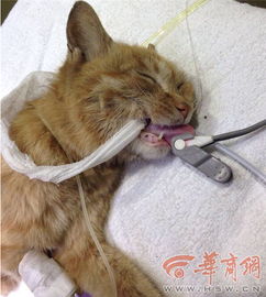 大唐西市一怀孕猫咪遭虐待女孩花千元让它生小猫六