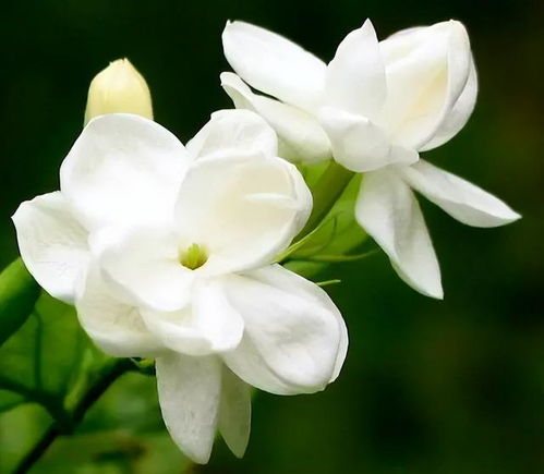 欣赏茉莉花开,清新淡雅