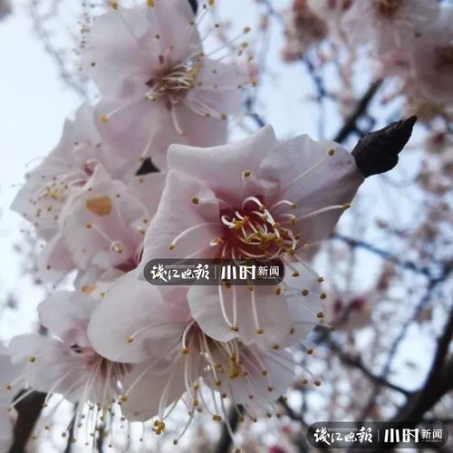 光刷刷图,心情都好了快来杭州滨江看花花呀,攻略都奉上了