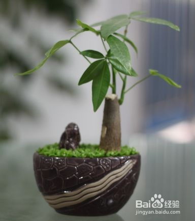 养好富贵树的好方法
