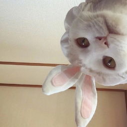 猫是真爱喜欢猫咪头像戳进来