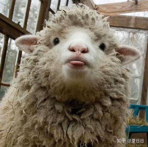 有没有什么很少年意气的句子