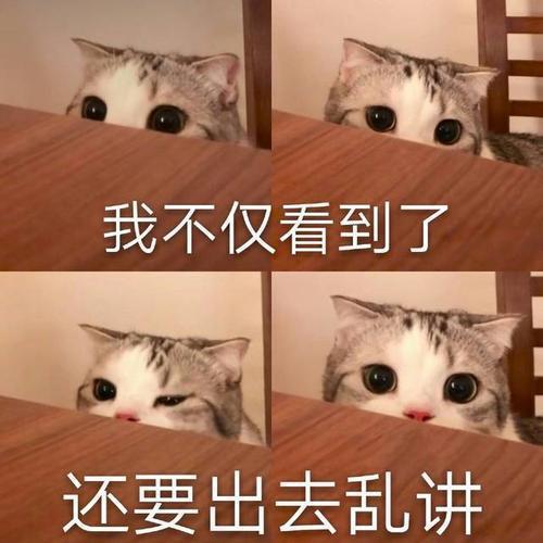 可爱猫猫表情包