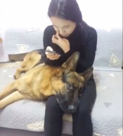 狗狗躺女主人腿上睡觉,当听到再买一只狗的时候,它的反应太逗了
