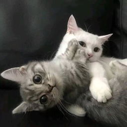 3组最近非常火的猫咪情侣头像